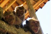 At Uluwatu Temple we saw loads of monkeys. One of them actually stole my favorite sunglasses. Bastard!: by lottilou, Views[194]