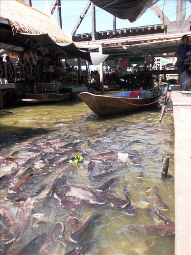 Black inedible catfist await to be fed bread by tourists