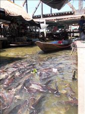 Black inedible catfist await to be fed bread by tourists: by louis, Views[347]