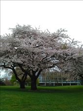 by louiss_renierr, Views[100]