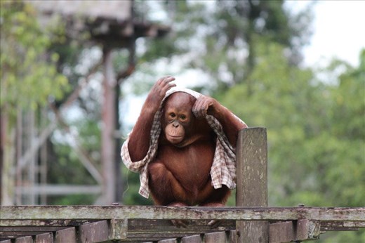 Monkey Mischief - Borneo