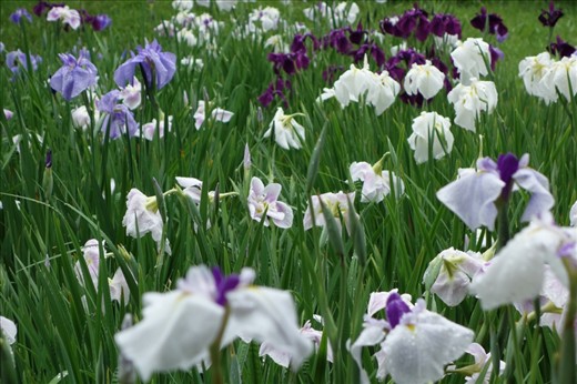 Japanese iris