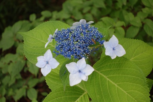 Close up photography