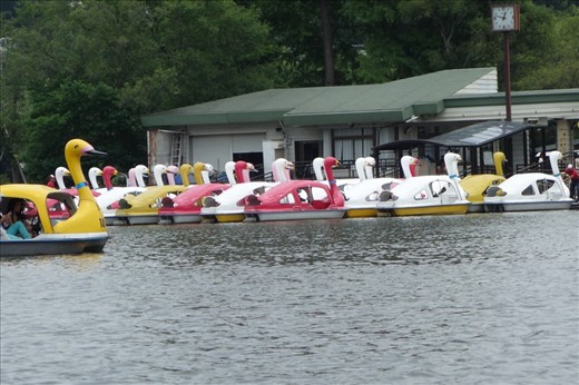 Wonderful swan boats.
