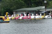 Wonderful swan boats.: by loveadventures, Views[214]
