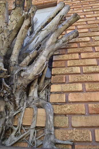 tree growing out of a building