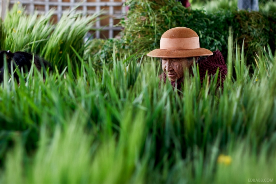 An elderly woman and her daughter sell animal feed at a local market in Jauja, a small town in the central Andean plateau that was once Peru's capital city. Peru is becoming increasingly urbanised as more and more youth move to the big cities to find work as clerks or taxi drivers, leaving the elderly behind to tend to farms.

Likewise, as Peru modernises, farming is becoming more mechanised. As a result, a treasure trove of knowledge about ancient agricultural techniques, as well as many unique cultivars, are slowly being lost. As these elders have no youth to mentor, their knowledge dies with them.