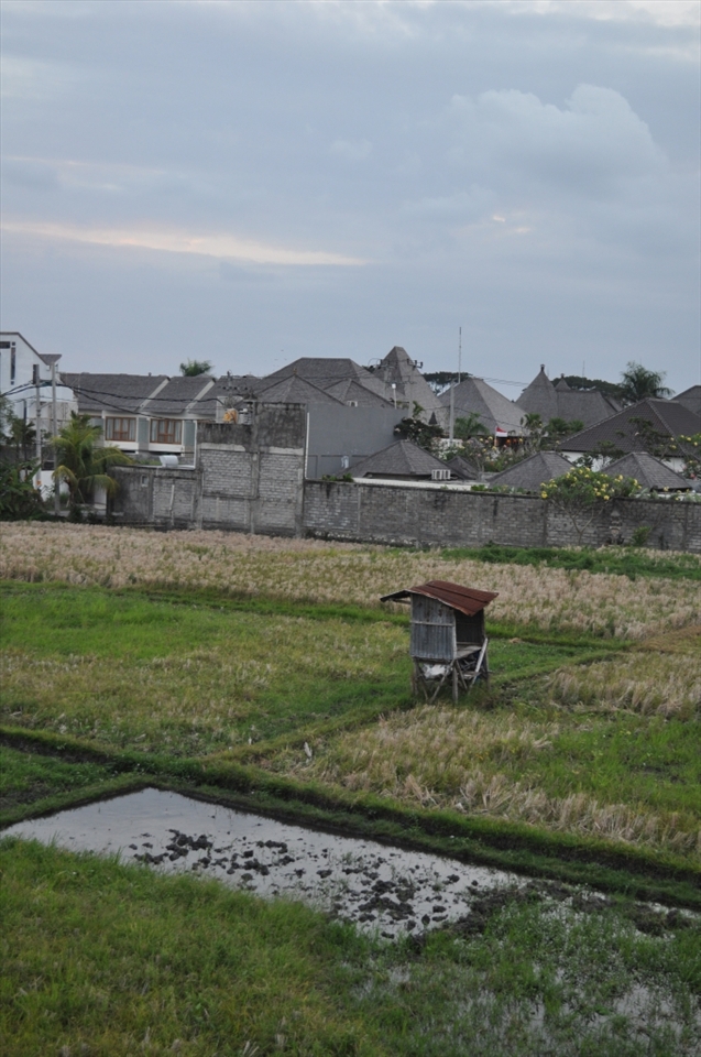 One of my favourite photo's from Bali.  Its from the holet I was staying with which a rice patty inbetween it and the next property.  It shows that even with new structures all around it old farming roots still are strong even in the hustle and bustke of Bali.