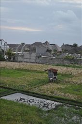 One of my favourite photo's from Bali.  Its from the holet I was staying with which a rice patty inbetween it and the next property.  It shows that even with new structures all around it old farming roots still are strong even in the hustle and bustke of Bali.: by loviesphotography, Views[411]