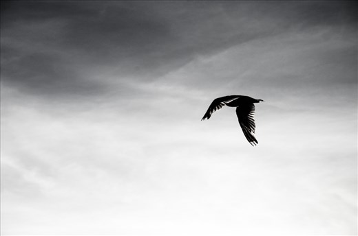 I want to be a bird to fly away, Norway 