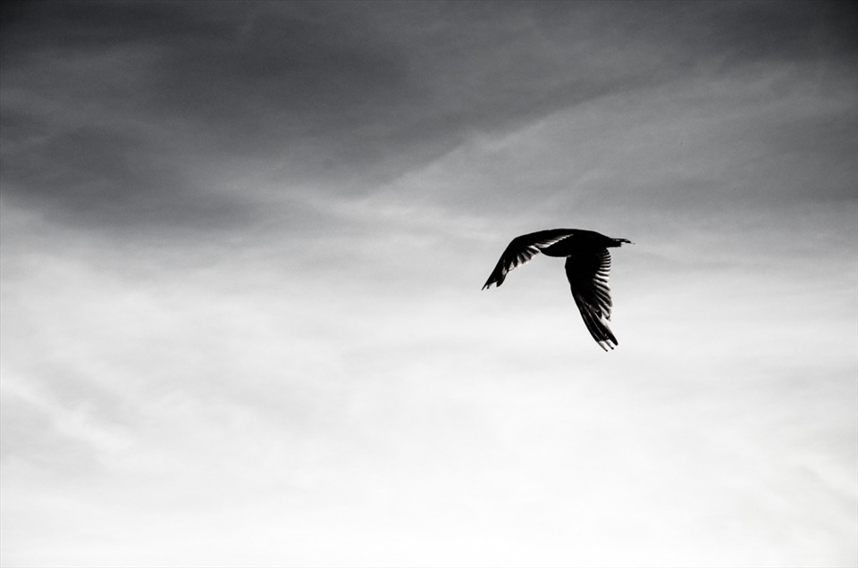 I want to be a bird to fly away, Norway 