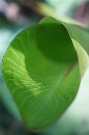 This coned leave caught my attention during a walk in the middle of the jungle