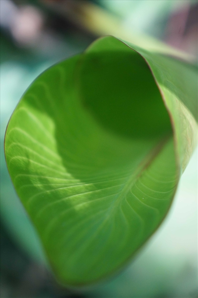 This coned leave caught my attention during a walk in the middle of the jungle