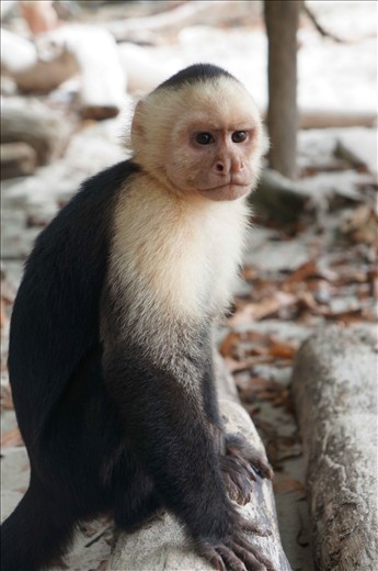 While sitting on a trunk this little beauty approached, sat 10cm away and stared