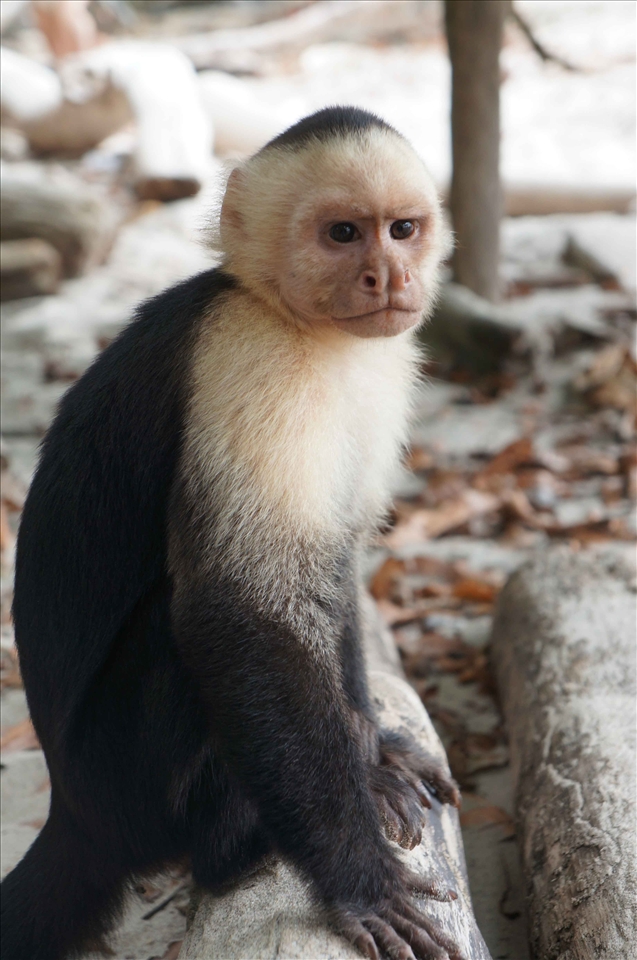 While sitting on a trunk this little beauty approached, sat 10cm away and stared