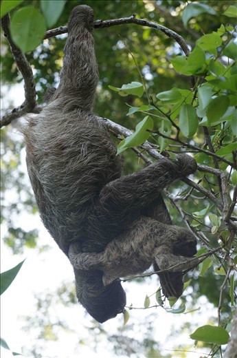 On a very quiet corner of Isla Caranero, mama sloth feeding her baby (2mts high)