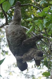 On a very quiet corner of Isla Caranero, mama sloth feeding her baby (2mts high): by luciana, Views[436]