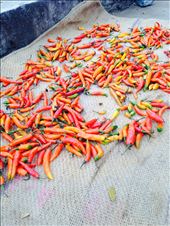 by lucitravels, Views[265]