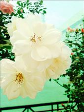 by lucitravels, Views[146]