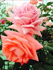 by lucitravels, Views[148]