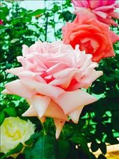 by lucitravels, Views[159]