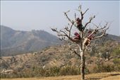 Girls play and study in a tree overlooking the village: by lucyflatman, Views[392]