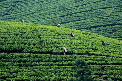 The Tea Pickers of Sri Lanka