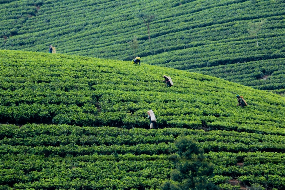The Tea Pickers of Sri Lanka