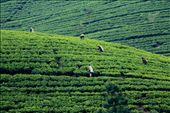 The Tea Pickers of Sri Lanka: by lucyjohns, Views[338]
