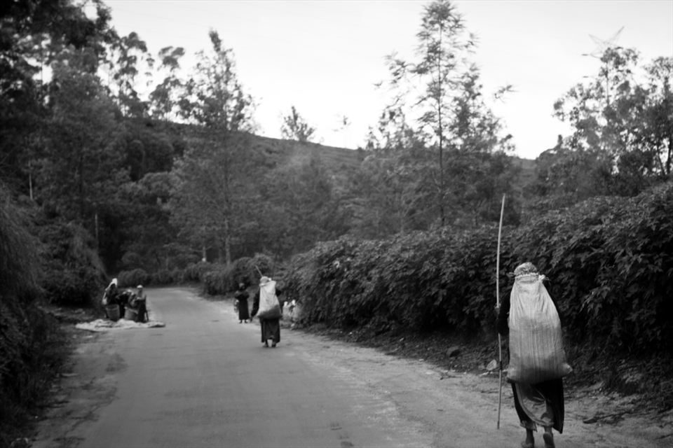 Travelling Tea Pickers