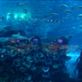World's Largest Aquarium, Dubai. by: ludhercris Views[138]