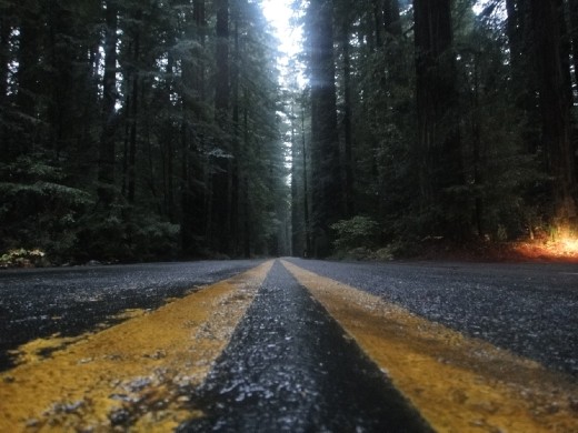 Avenue of the Giants.