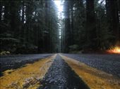 Avenue of the Giants.: by ludhercris, Views[129]