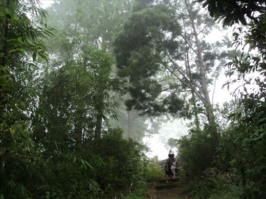 a tropical rain forest , it is located 2 km from Lake Toba.