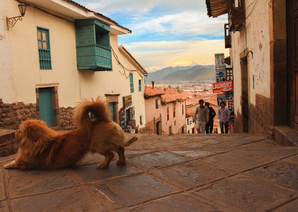 'Dog Day Afternoon'
Chapter 4.
I walked up one of Cusco's most sloped streets to see the city from a high spot. Wait, not that high. I deliberately crouched to reach the eye level of this pintoresque dog, as if I were just another pooch, his pal, standing right there at the heart of the Imperial City of the Incas.