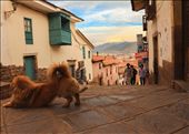 'Dog Day Afternoon'
Chapter 4.
I walked up one of Cusco's most sloped streets to see the city from a high spot. Wait, not that high. I deliberately crouched to reach the eye level of this pintoresque dog, as if I were just another pooch, his pal, standing right there at the heart of the Imperial City of the Incas.: by luigimeetsworld, Views[792]