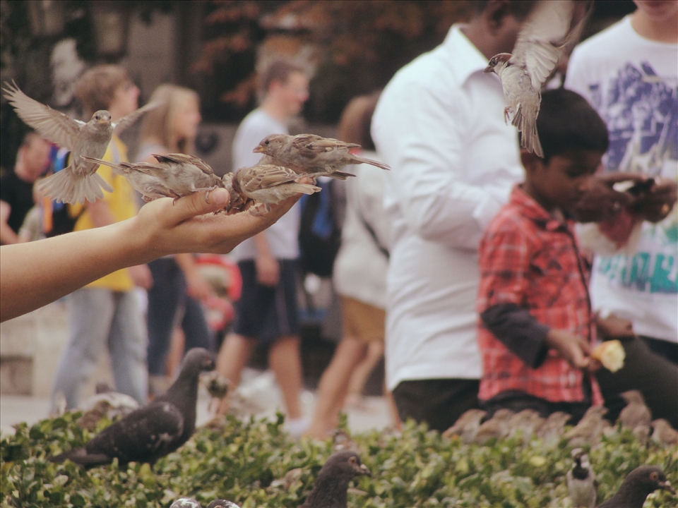 Later that day, I saw this very unique scene: a man was feeding the birds with a lot of food and they all came to eat it. I thought it was interesting because here in Brazil birds don't get that close of us.