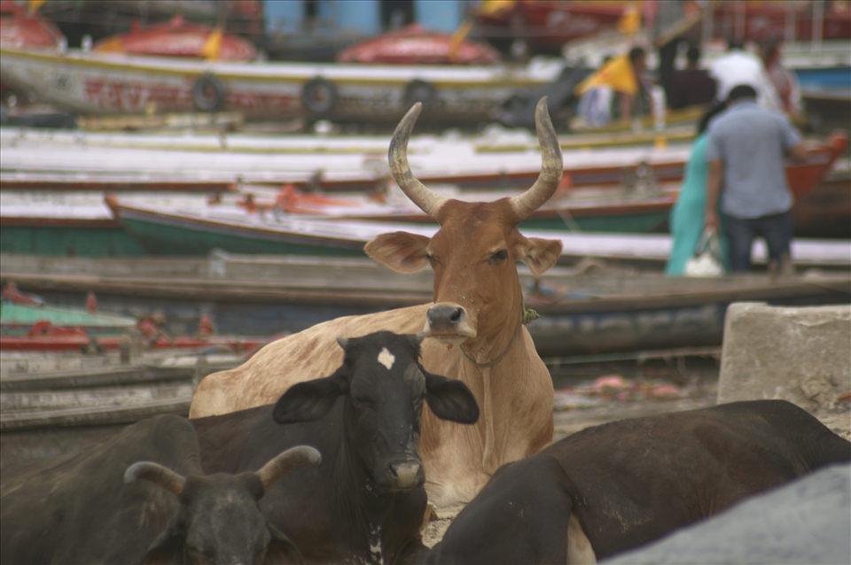 A holy cow amidst a river of colour