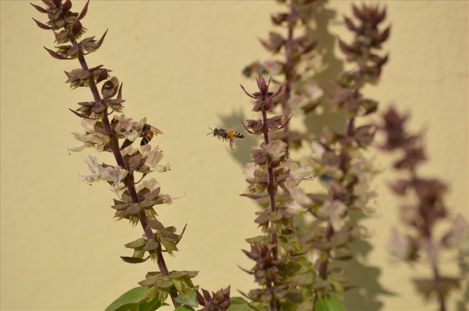 Bees looking for nectar in early spring.