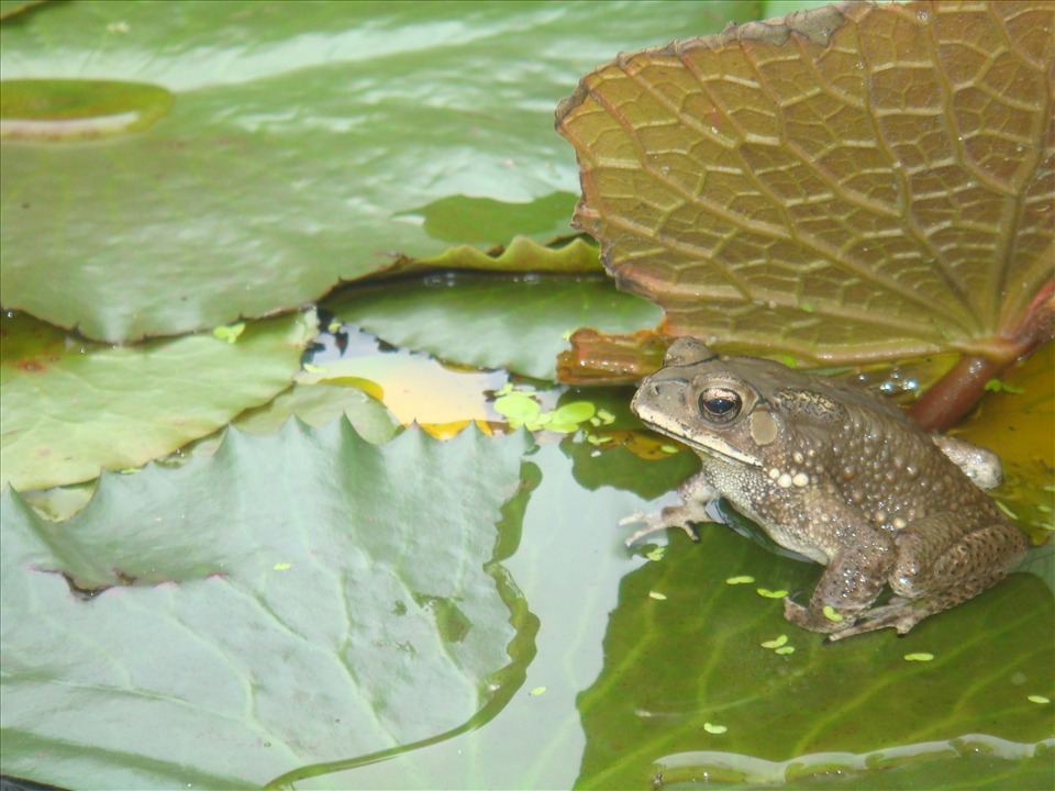 The wonderful nature animals.