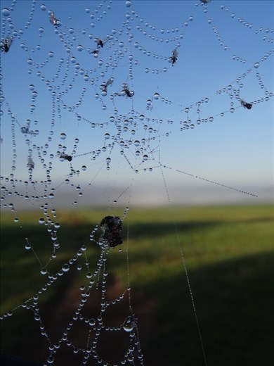Early summer morning. Crisp air. Fresh wind. Mist is still everywhere around. However, spider is nowhere to be seen. Where are you, Mr. Spider? 