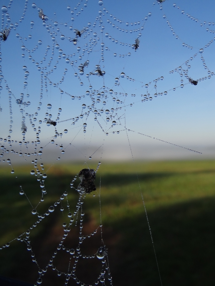 Early summer morning. Crisp air. Fresh wind. Mist is still everywhere around. However, spider is nowhere to be seen. Where are you, Mr. Spider? 