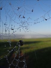 Early summer morning. Crisp air. Fresh wind. Mist is still everywhere around. However, spider is nowhere to be seen. Where are you, Mr. Spider? : by lunabu, Views[341]