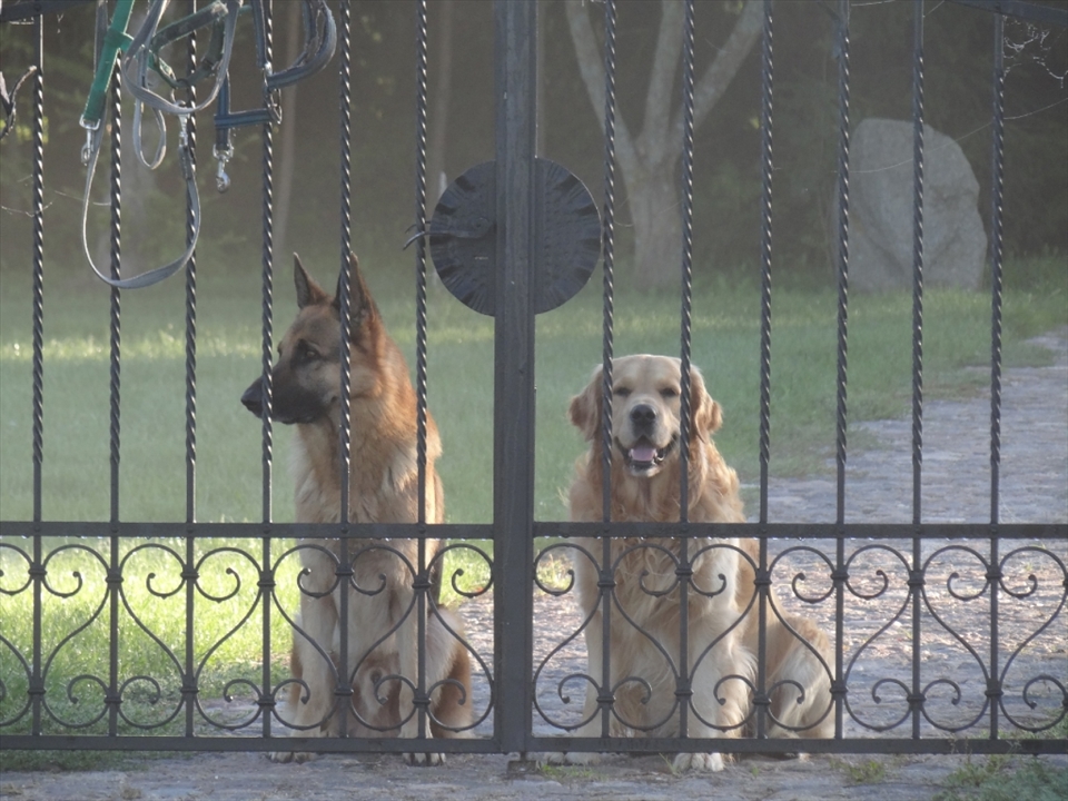 Bondas and Diego are patiently waiting to go for a daily morning long walk in the fields. Quite often, in the fields, early in the morning, we encounter the harmony of our minds.