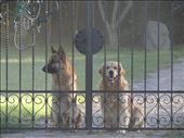 Bondas and Diego are patiently waiting to go for a daily morning long walk in the fields. Quite often, in the fields, early in the morning, we encounter the harmony of our minds.: by lunabu, Views[381]