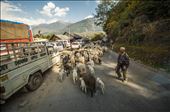On Indian roads you stop to be surprised of anything while watching cows, motocycles, cars, people and tuk-tuks all together. The flock of goats blocks the traffic for ten minutes until the shepherd manages to gather and hurry them. Sheep wool is used in production of shawls which mowen sell in the market later on. : by luvishthexplorer, Views[297]