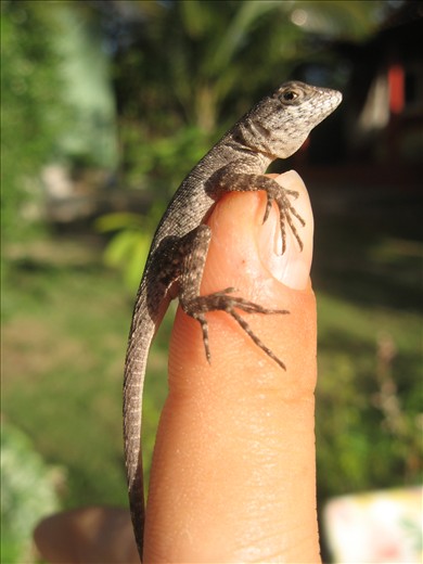 A little lizard on my finger.