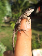 A little lizard on my finger.: by lyd018, Views[223]