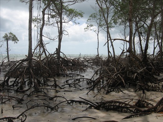 Drying mangroves fight for survival along much of Brazil's coast.
