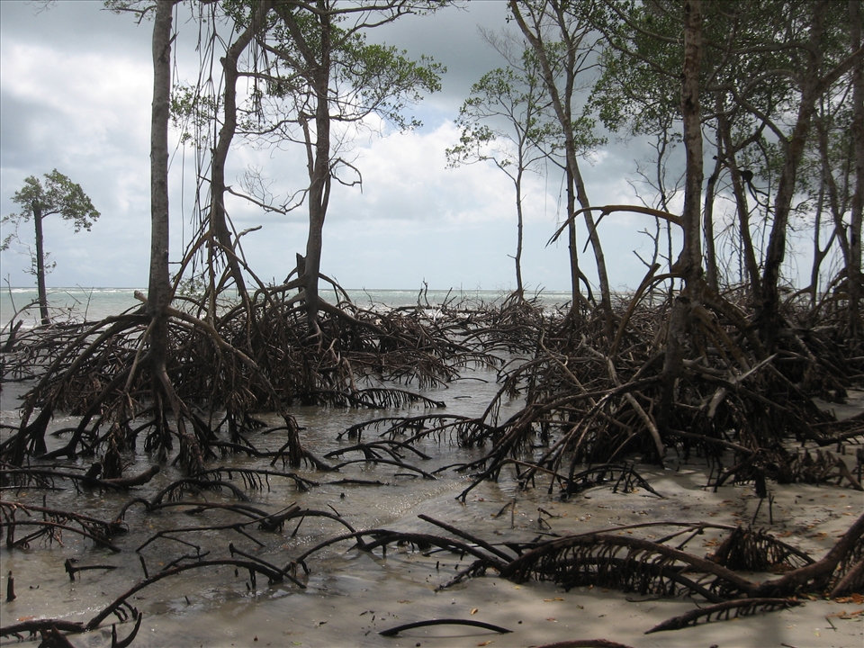 Drying mangroves fight for survival along much of Brazil's coast.